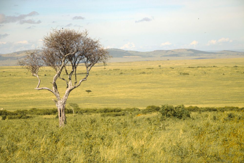 kenya memory 2