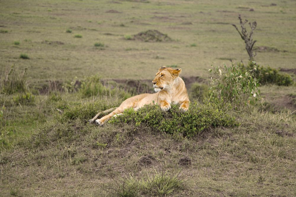 kenya memory 4
