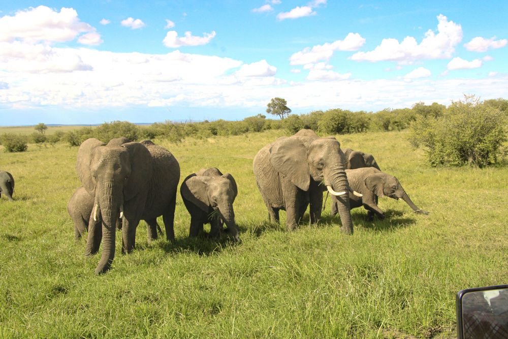 kenya memory 6